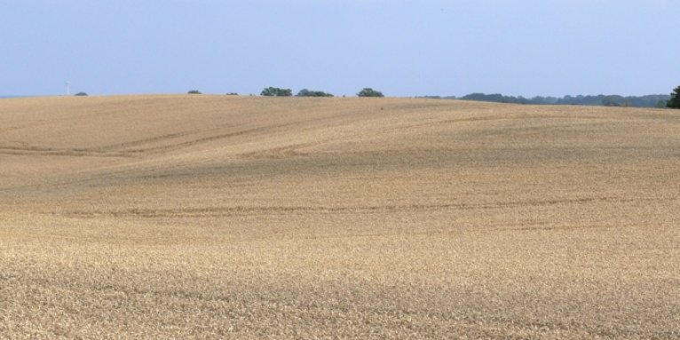Weizenanbau in ausgeräumter Landschaft - Foto: Ingo Ludwichowski