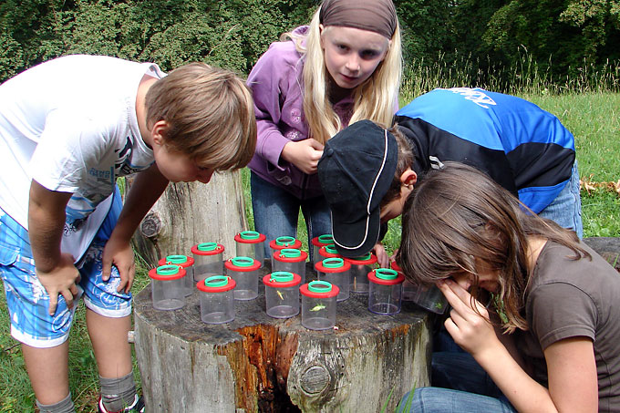 Kinder beobachten Tiere in Becherlupen - Foto: Landschaftspflegeverband Rhön